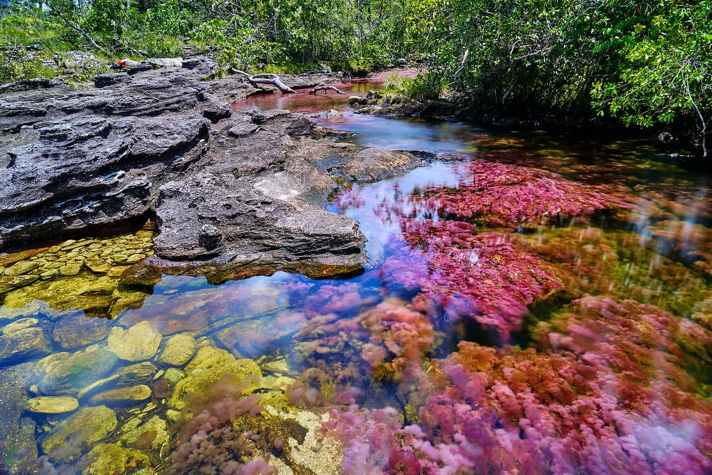 Caño Cristales - El río de los cinco colores - Ecolombia Tours